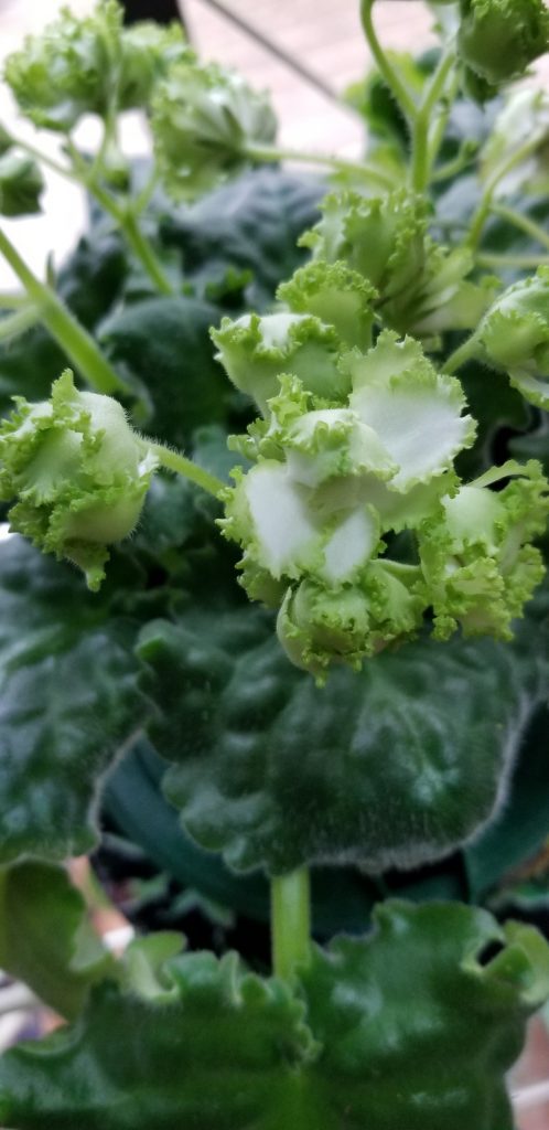 Standard size, white semi-double stars accented with a green frilled edge, near white+white+green.                                                                                                                                                                         Size/Growth Habit:  Green Standard Foliage, ruffled with a serrated edge, wavy