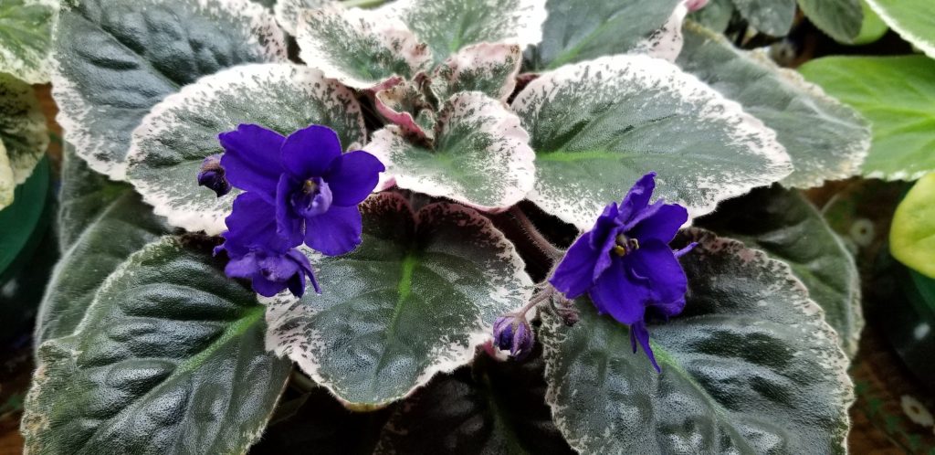 Dark deep royal blue-violet purple and semi-double                                                                                                                                                                                          Size/growth habit: 50% Variegated mostly on edges, leaves lay out flat