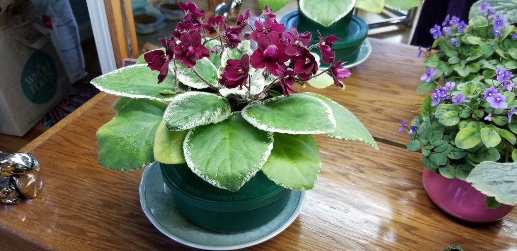Standard size, 1.5" blooms very deep red, semi-double pansy, variegated foliage flat leaf growth. AVSA#9708, 1992, introduced by Ken Stork