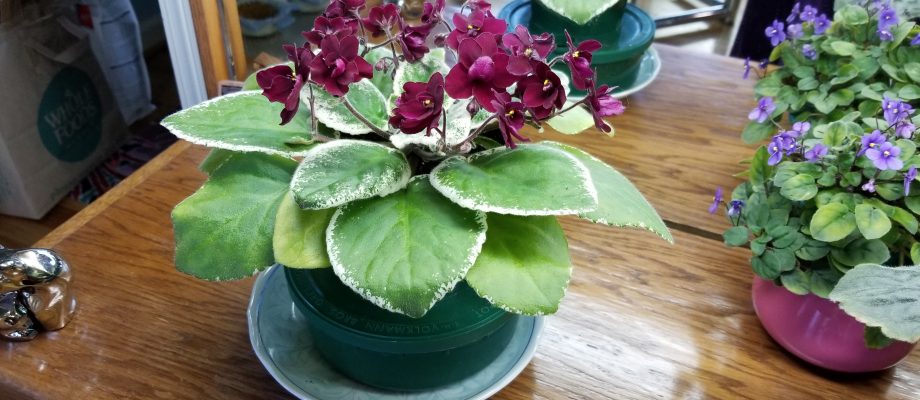 African Violet Collection