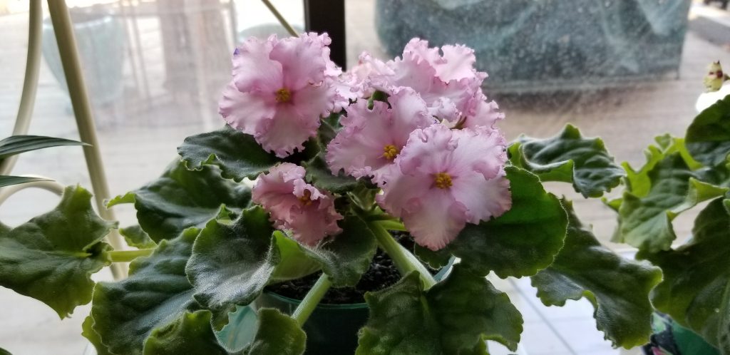Standard size, Pink with a few tiny blue dots, 2" bloom, foliage ruffled
