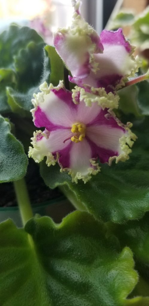 Standard, Chimera type, white single, semi-double stars are edged striped in red and each ruffled top petal is crowned in green.This plant is an exceptional sport of 'Golden Rubies'. A chimera is a suckon produced on the other plant and can not be duplicated to make babies.