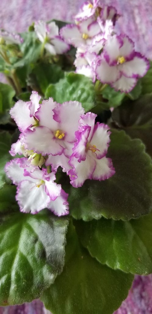 White field with magenta edge, bloom 1.25" to 1.75", clusters of 6-9 blooms on one stem in center top of plant, standard size, leaf growth ruffled, slightly raised