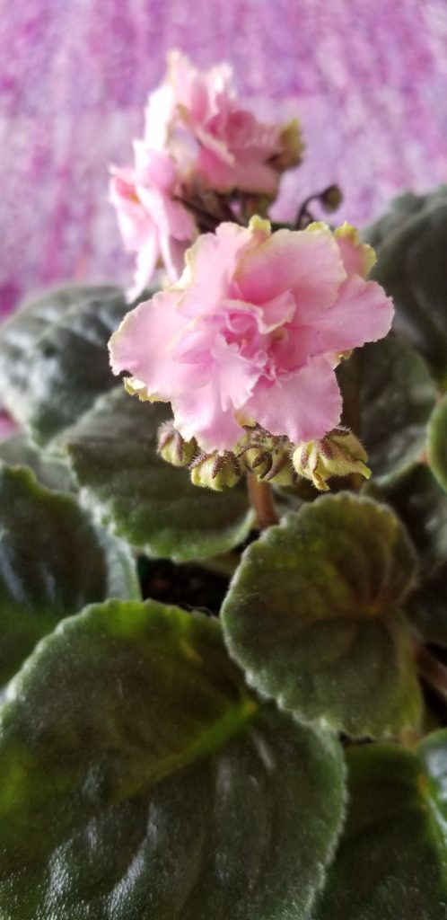 Standard size, Pink 1.75" flower with white to green edges, blooms on tall stems in clusters. Foliage lightly quilted., Hybridizer Lyndon Lyon.