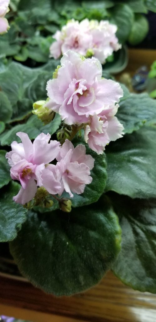 Pink with white to green edges, 1.75” blooms on tall stems in clusters                                                                                                                                                                                                                                         Size/growth habit:  Standard size, Flat foliage lightly quilted
