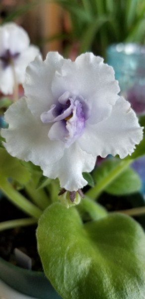 Hybridizer: Lyndon Lyon,  AVSA Reg. # pending. Type: Standard.  Color: Large, double white stars, with a lightly fringed edge. A blue eye accents the flower.  Size/Growth Habit: Foliage is medium green and quilted.  Special Notes:   A sport of “Moonchild”.