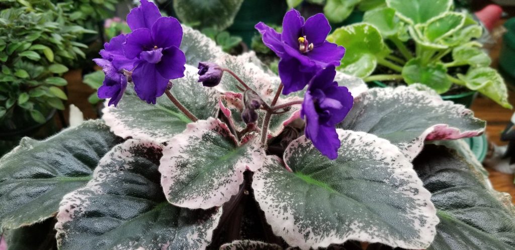 Dark deep royal blue-violet purple and semi-double                                                                                                                                                                                          Size/growth habit: 50% Variegated mostly on edges, leaves lay out flat