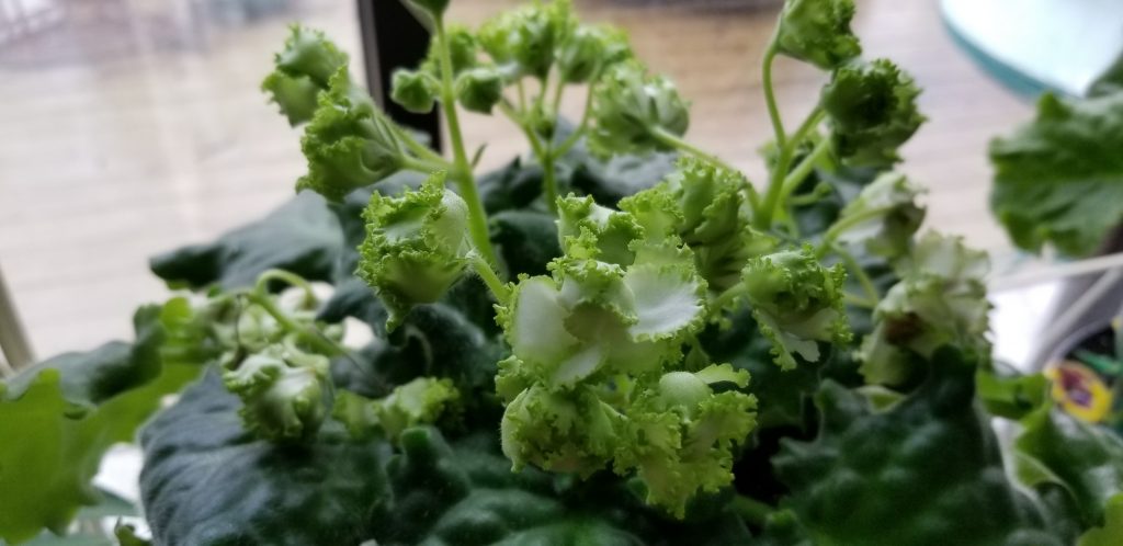 Standard size, white semi-double stars accented with a green frilled edge, near white+white+green.                                                                                                                                                                         Size/Growth Habit:  Green Standard Foliage, ruffled with a serrated edge, wavy