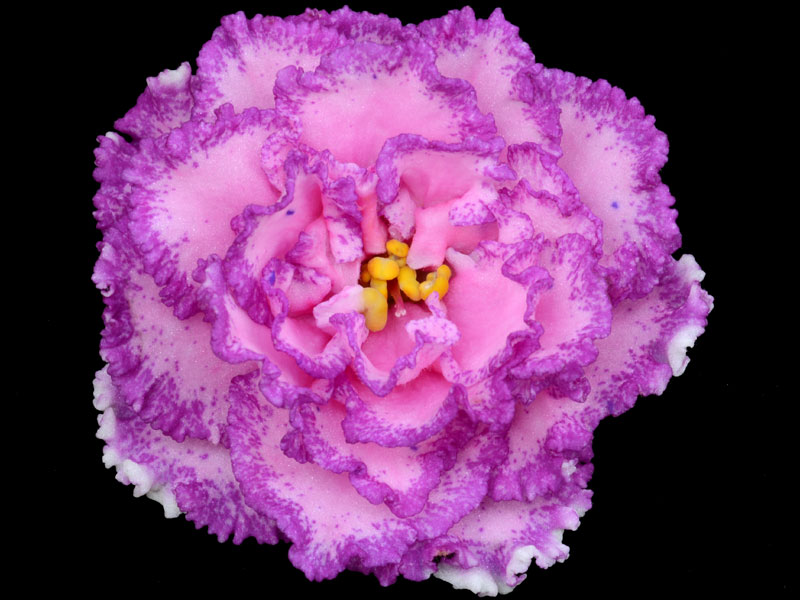 Hybridizer: ASVA#10687 (Ozherelyev/Pugacheva). Type: Standard, Russian variety. Color: NICE! Large, double pink star, with variable blue fantasy, sports a raspberry sparkle band and a