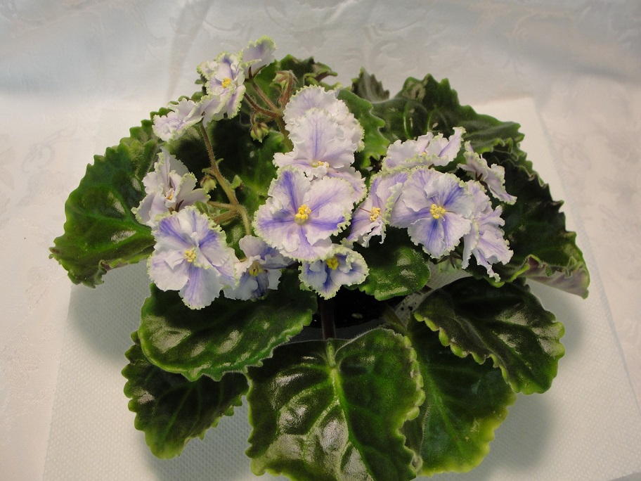 Hybridizer:  Horikoshi/Shinohara, ASVA#7810, introduced 10/3/92. Large Standard,  Semi-double, double white and blue frilled star/variable green edge. Size/Growth Habit:  Green, quilted, glossy, wavy/red back.                                                           Standard