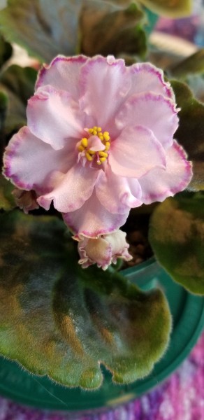 Hybridizer: Lyndon Lyon Greenhouse, AVSA#7967, introduced 2016. Type: Large Standard. Color: Pink semi-double frilled, star thin red sparkle band, white edge, Pink with dark pink and outer   white edge. Size/Growth habit: medium green foliage, quilted, ruffled
