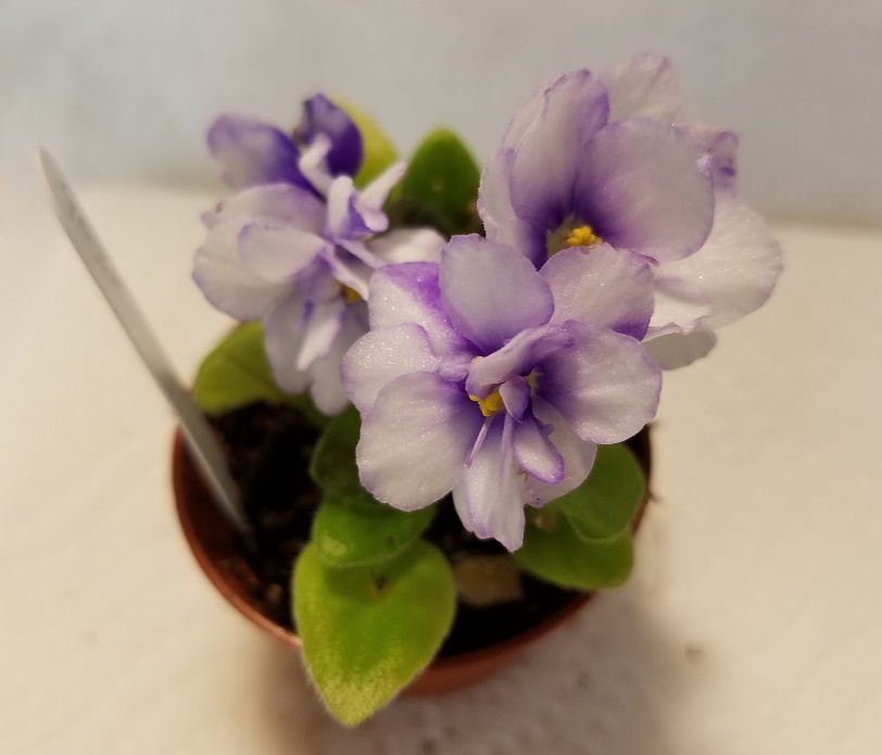 Hybridizer: AVSA#9038. Type: miniature.  Color:   Double white stars with blue edges. Size/Growth Habit: Medium green, pointed foliage. Special Notes:   Very heavy and dependable bloomer