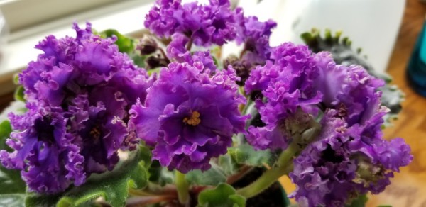 Type:  Russian name Vodianoi, large standard. Color:   Very large Hybridizer:  Svetlana Repkina (T.Dadoin). Fully double dark blue flowers with the blue transitioning from red purple to pink and