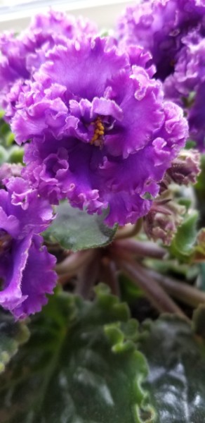 Standard African Violet, Russian Variety Hybridizer:  Svetlana Repkina (T.Dadoin)                                                                                                                                                                                                                                                                                                                                                  Type:  Russian name Vodianoi, large standard                                                                                                                                                                             Color:   Very large fully double dark blue flowers with the blue transitioning from red purple to pink and