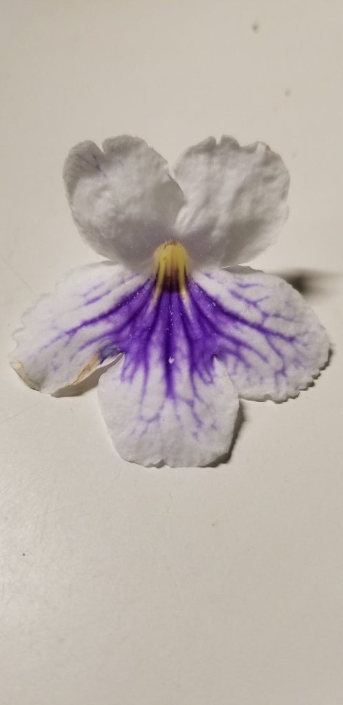 White with blue veining on lower petals, (in the african violet Gesneriad  family)                                                                                                               Size/Growth Habit:  Allow to dry to ‘damp’ condition between before watering again, keep                                         humidity low