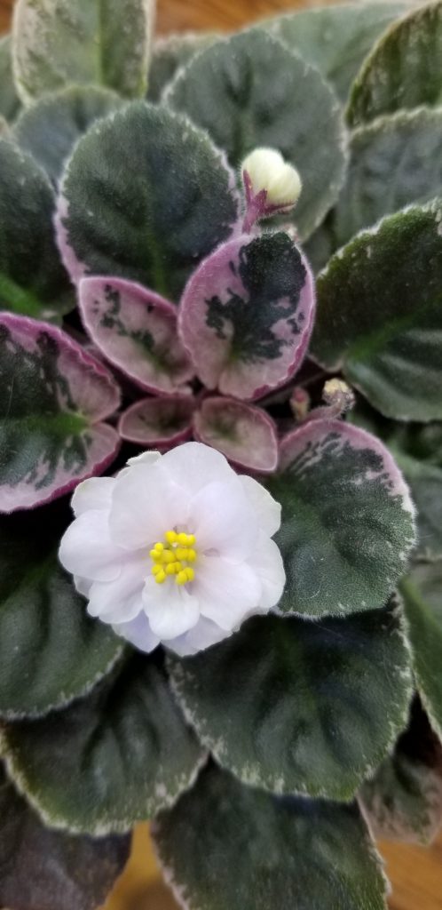 Hybridizer:                           (purchased from GA grower at Atl Home Show 1988)                                                                                                                                                                                    Type:  semi-miniature                                                                                                                                                                        Color:   White . . .Clusters of semi-double white blooms with centers of yellow.                                                                                                                                                                                                                                                                                                                                                          Size/Growth Habit: Foliage medium green and white variegated. Compact grower.                                                                                                                                                                 Special Notes: