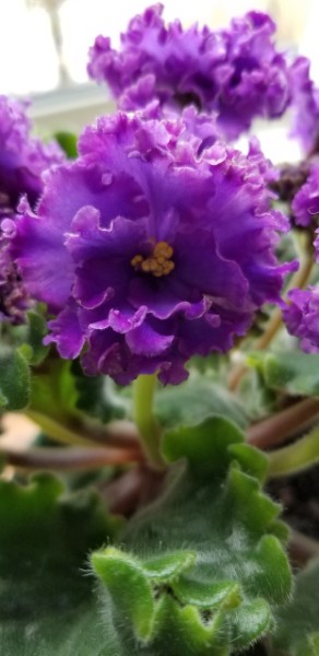 Standard African Violet, Russian variety, Hybridizer:  Svetlana Repkina (T.Dadoin)                                                                                                                                                                                                                                                                                                                                                  Type:  Russian name Vodianoi, large standard                                                                                                                                                                             Color:   Very large fully double dark blue flowers with the blue transitioning from red purple to pink and