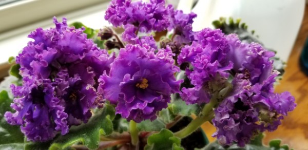 Standard African Violet, Russian Variety, Hybridizer:  Svetlana Repkina (T.Dadoin)                                                                                                                                                                                                                                                                                                                                                  Type:  Russian name Vodianoi, large standard                                                                                                                                                                             Color:   Very large fully double dark blue flowers with the blue transitioning from red purple to pink and