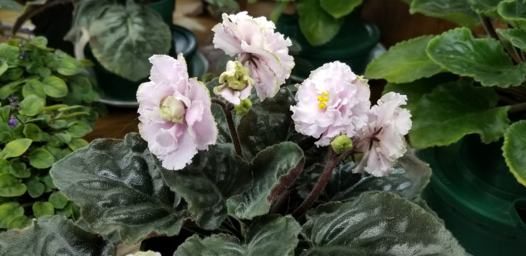 :  White to pale pink 2.25” blooms semidouble large wavy star ruffled.                                                                                                          Size/growth habit:  Medium green pointed quilted ovate foliage