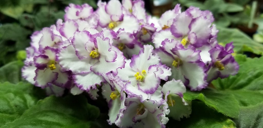 Hybridizer: Optimara ?                                                                                                                                                                                                                                                                                                                                                   Type:                                                                                                                                                                                  Color:   White field with magenta edge, bloom 1.25” to 1.75” dia, clusters of 6-9 blooms on one stem  in center top of plant                                                                                                                                                                                                                                          Size/growth habit:  Standard size, leaf growth ruffled slightly raised